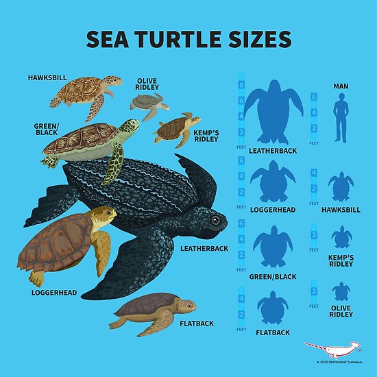 "Sea Turtle Sizes" Poster by PepomintNarwhal Redbubble