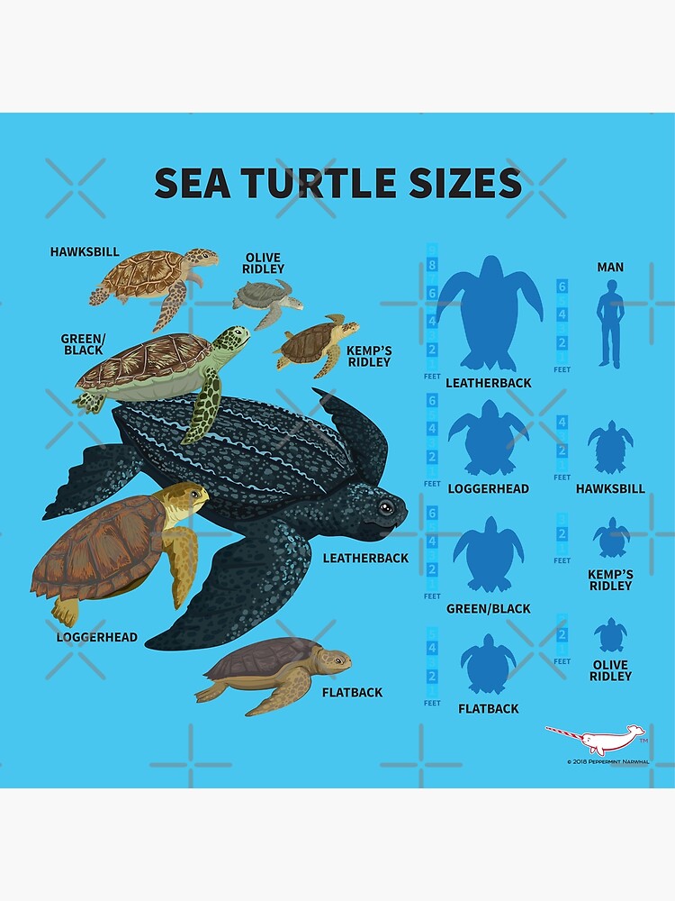 Turtle Size Chart