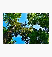 Looking Way Up Photographic Print
