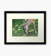 The Deer Framed Print