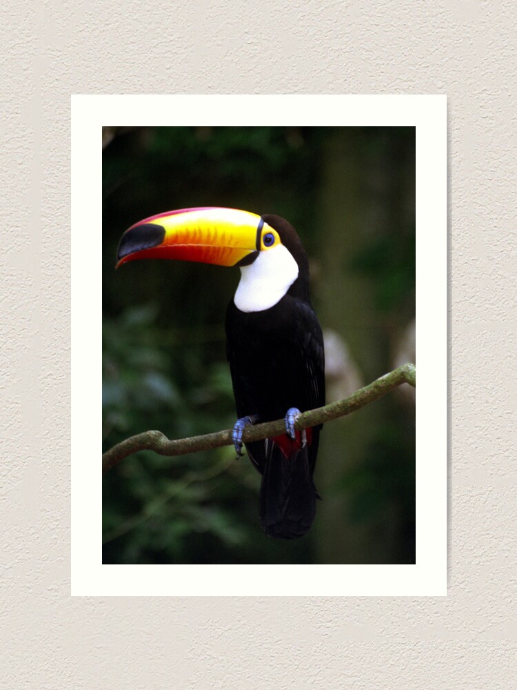 Alternate view of Toucan Art Print