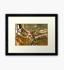 The Deer Framed Print