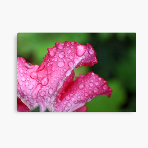 Wet Pink Petunia Canvas Print