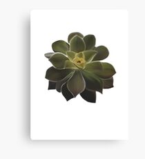 Succulent Canvas Print