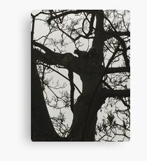 Squirrel in tree Canvas Print