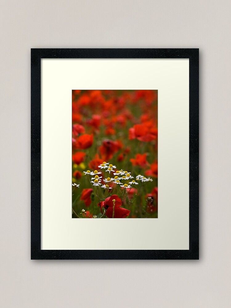 Alternate view of Poppies and Daises Framed Art Print