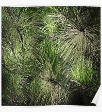 shrubs Poster