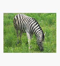 ZEBRA AT THE ZOO Photographic Print