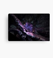 Octopus Canvas Print