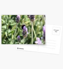 Bumble Postcards