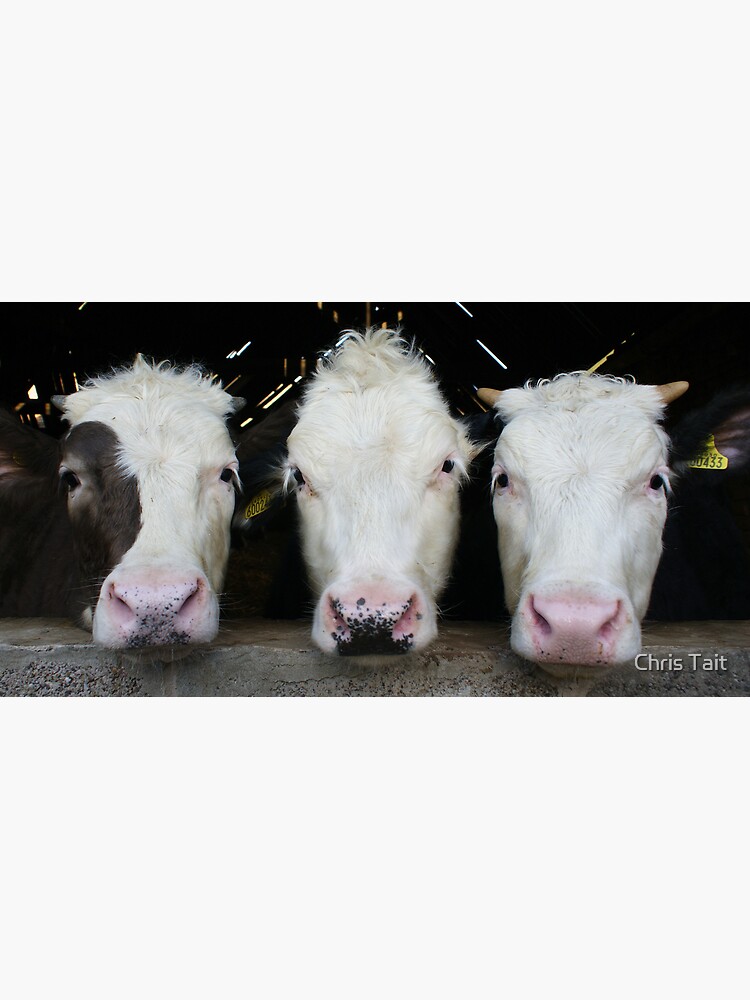 Three of a Kind by christait