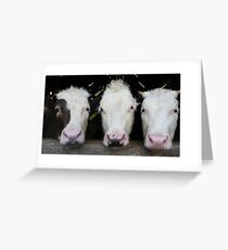 Three of a Kind Greeting Card