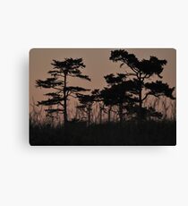 I see through the Trees Canvas Print