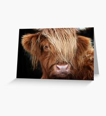 Highland Cow, Highland Cattle Greeting Card