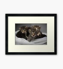 Kittens Framed Print
