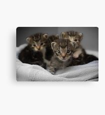 Kittens Canvas Print