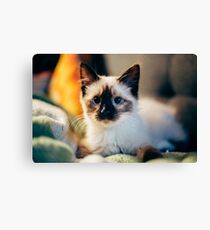Kitten Canvas Print