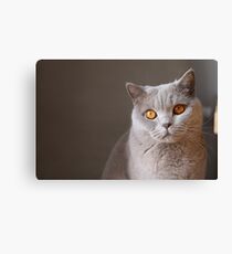 Cat Canvas Print