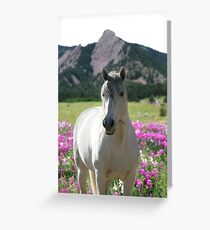 Stallion of the Front Range Greeting Card
