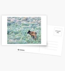 Lone Wolf, Lamar Valley of Yellowstone Postcards