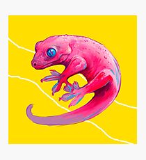 Pink Gekko Photographic Print
