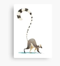 Lemur Canvas Print