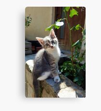 Gorgeous Stray Kitten Canvas Print