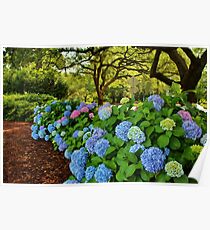 Colorful Pom-Poms Poster