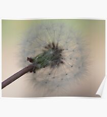Dandelion Poster