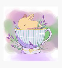 Bunny in a cup Photographic Print