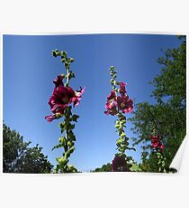 Hollyhocks in the Sky Poster