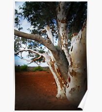 Outback Tree Poster