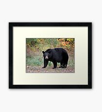 My Old Friend Framed Print