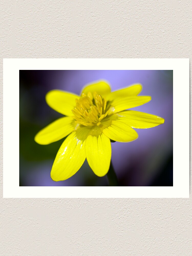 Alternate view of Yellow Celendines Art Print