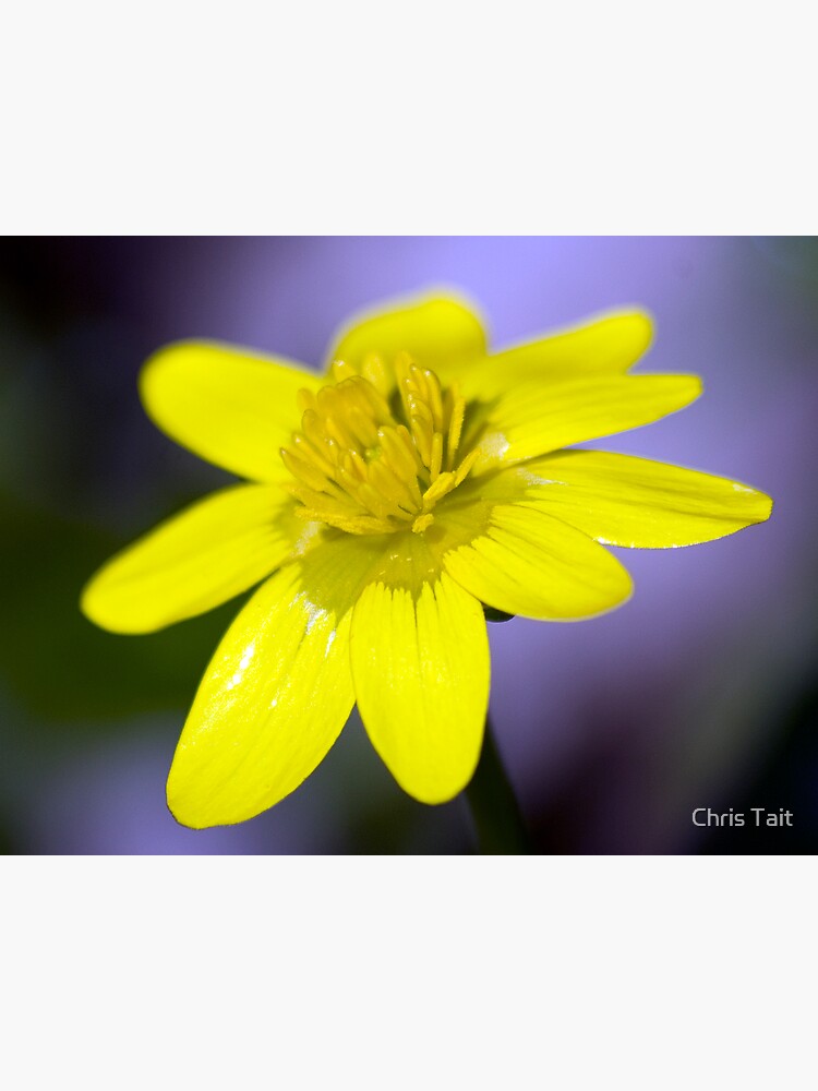 Yellow Celendines by christait