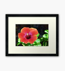 Hibiscus Bloom Framed Print