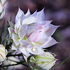 «Mañana protea» de sienebrowne