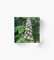 Horse Chestnut Acrylic Block