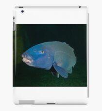 Skillion Cave Terrigal Grouper iPad Case/Skin