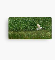 Egret Canvas Print