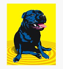 staffy / PBT Photographic Print