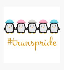 trans pride penguins Photographic Print
