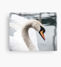 Swan Canvas Print