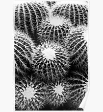 Cactus Poster