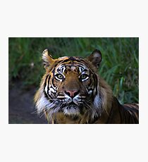 Tiger Photographic Print