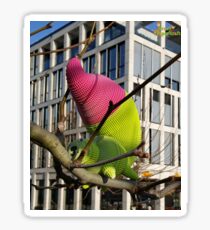 Squirrel in the tree Sticker