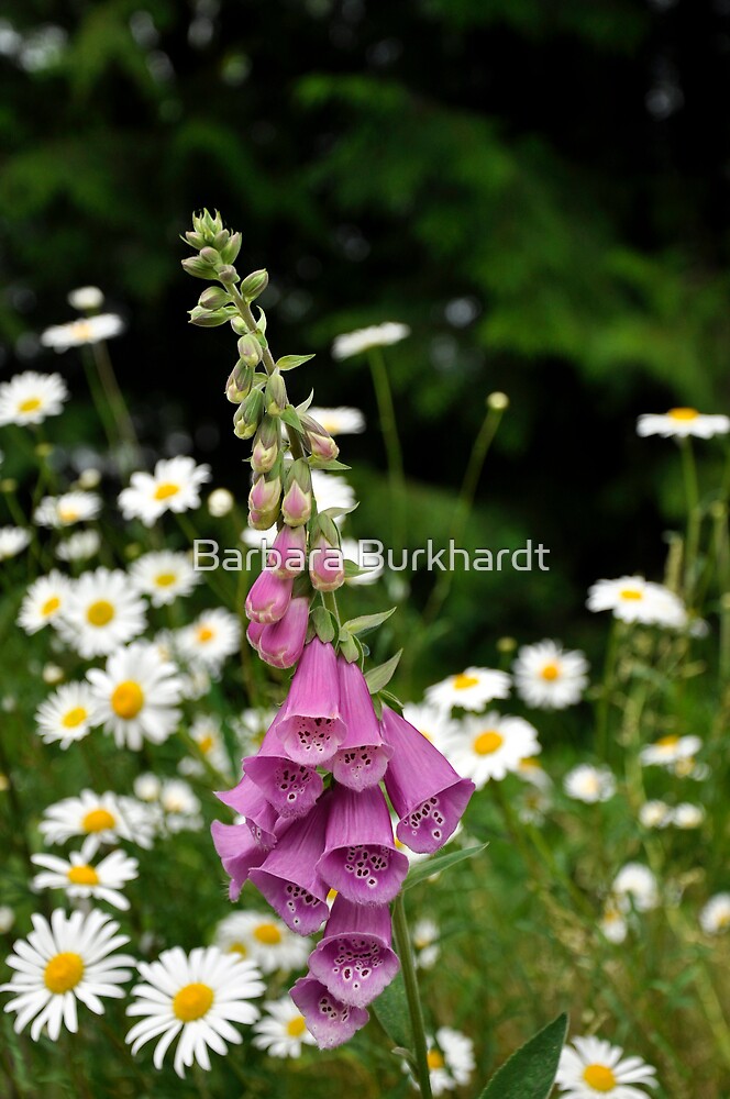 spring-time-wild-flowers-washington-state-by-barbara-burkhardt