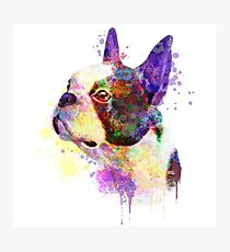 Boston Terrier Watercolor, Boston Terrier Painting, Boston Terrier Portrait, Boston Terrier art, Boston Terrier illustration Photographic Print