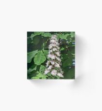 Horse Chestnut blossom Acrylic Block