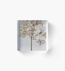 Dried Flowers, Hydrangea, Flowers, Flower, Dried Flower, Watercolor Flowers Acrylic Block